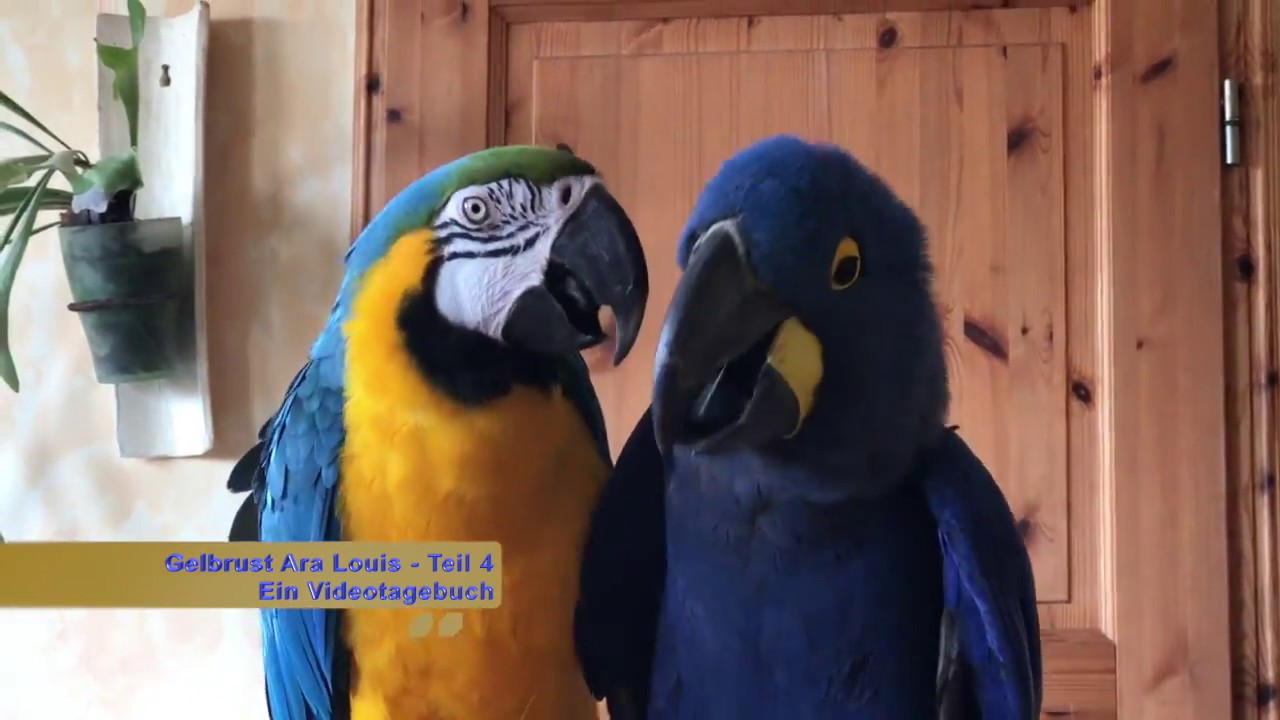 Louis Teil 4