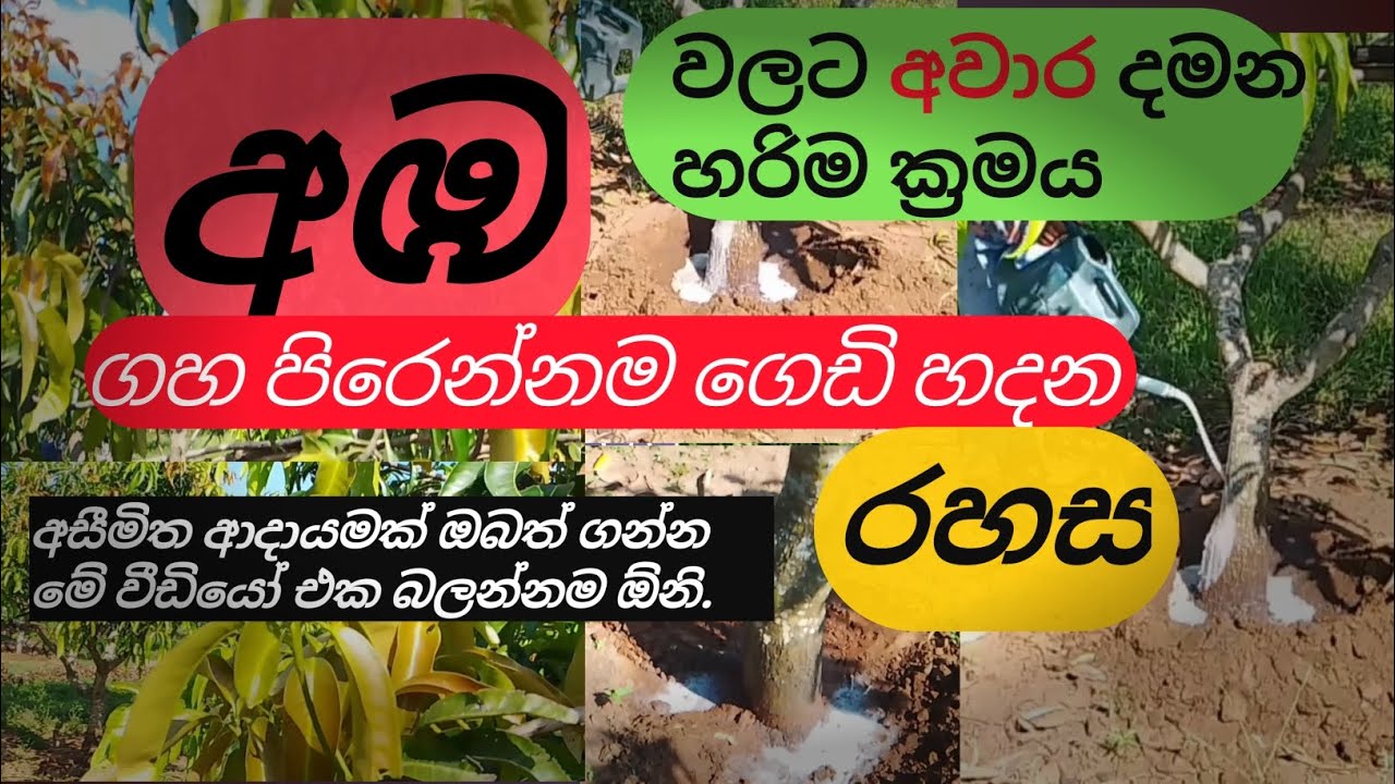 අඹ වගාවේ ගහ පිරෙන්නම ගෙඩි හදන රහස.අඹ වගාවට අවාර (පැප්ලොබියුටිසෝල්ට්)යොදන  ආකාරය.😀#mango #manga