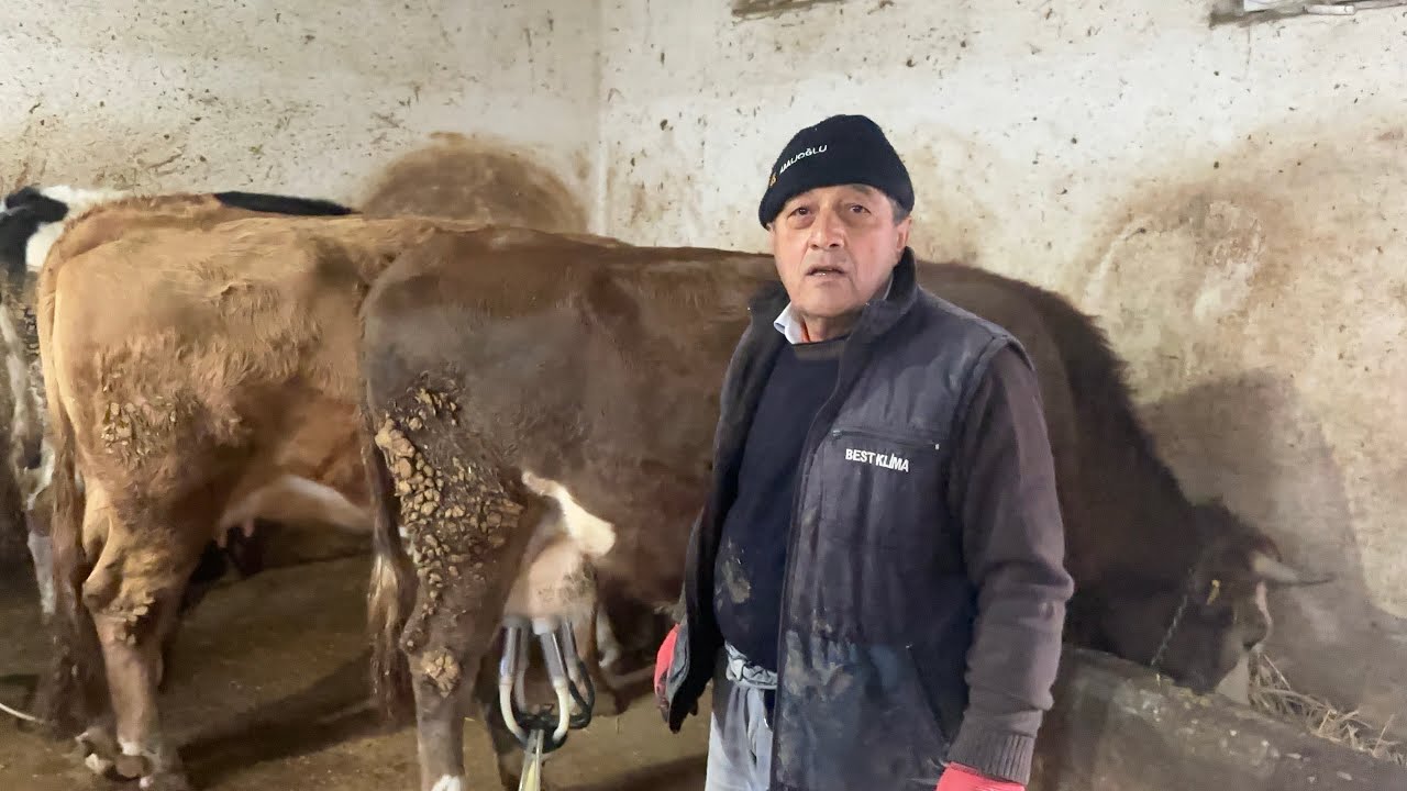 Mahallenin ihtiyar bekarı Mikail amca sohbet inekleri satıyormuş iyi seyirler