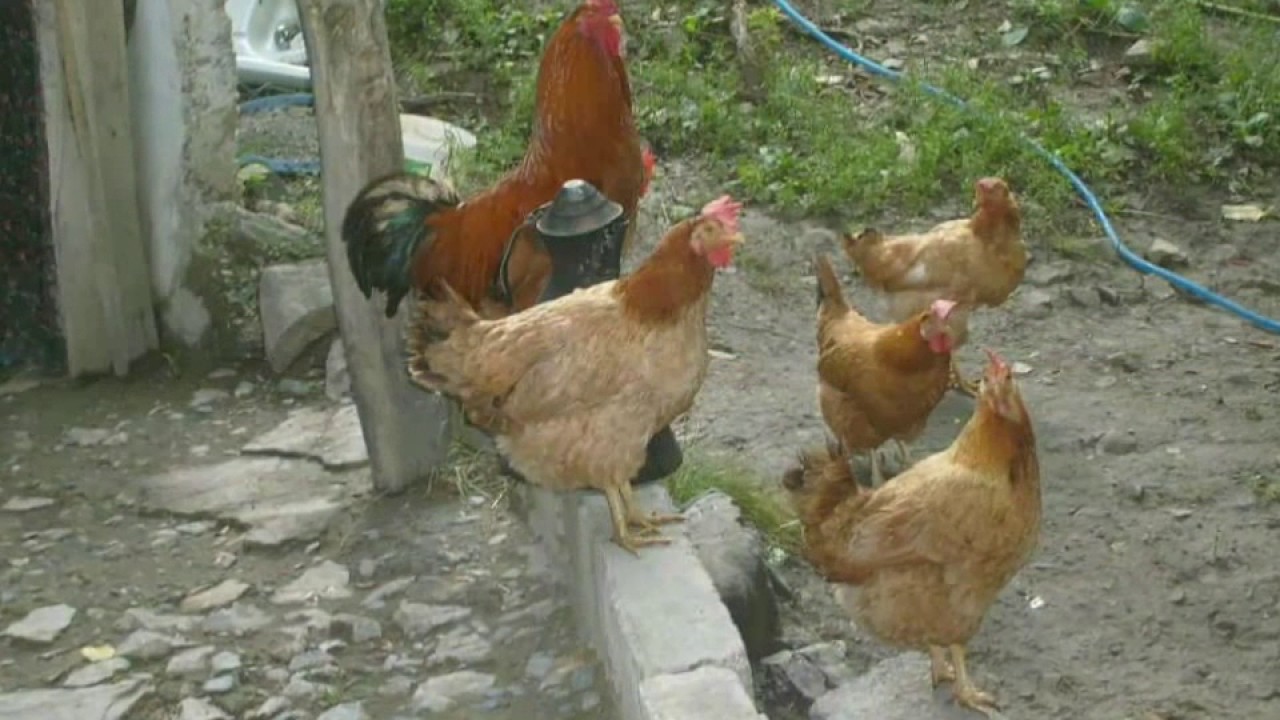 ispir köprüköy 2017
