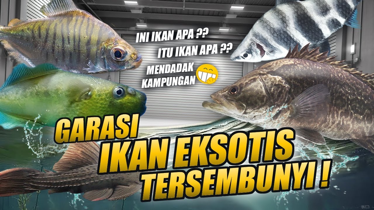 TERSEMBUNYI !! DIBALIK GARASI PENUH IKAN PREDATOR EKSOTIS DAN ANEH JUTAAN BRO !