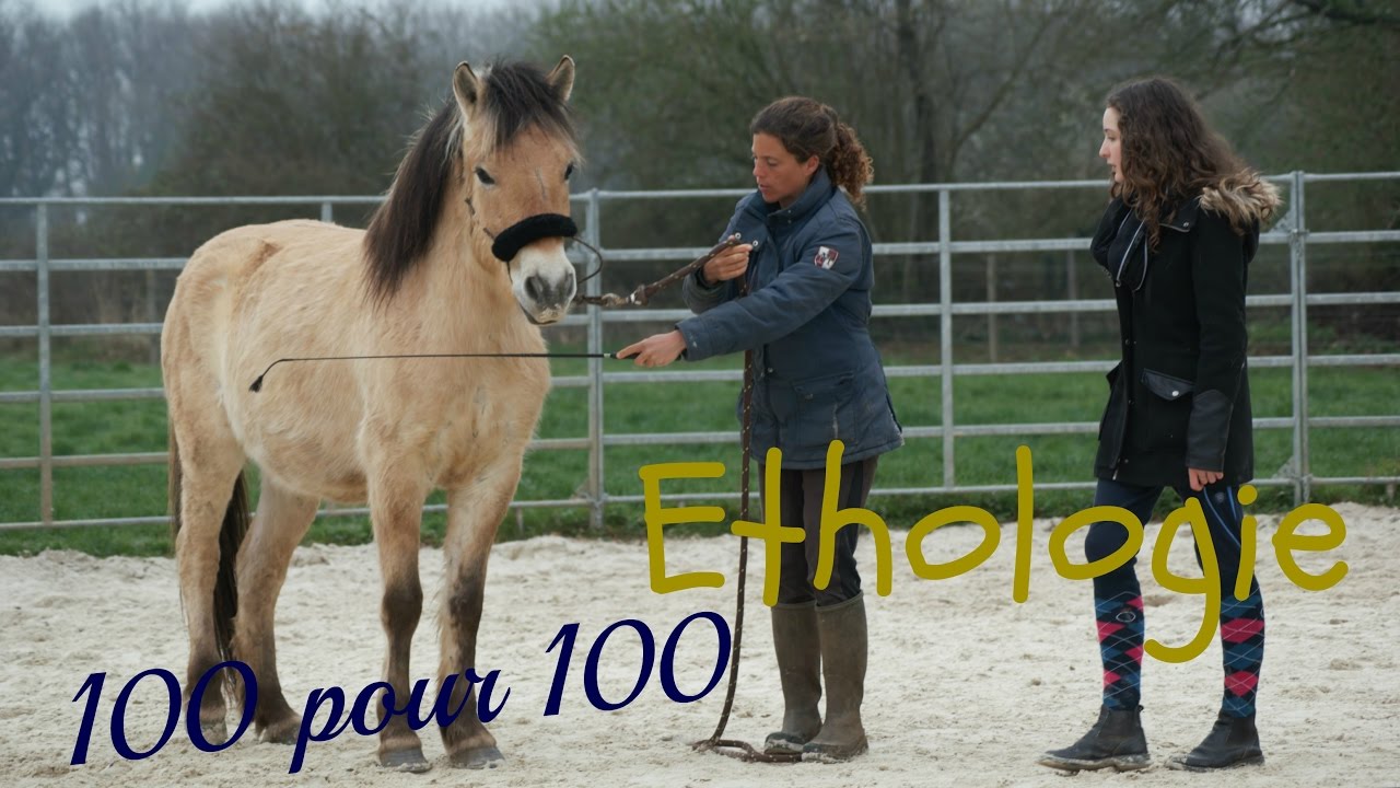 |VLOG| Matinée aux écuries de l'espoir (espoir ethologie) !