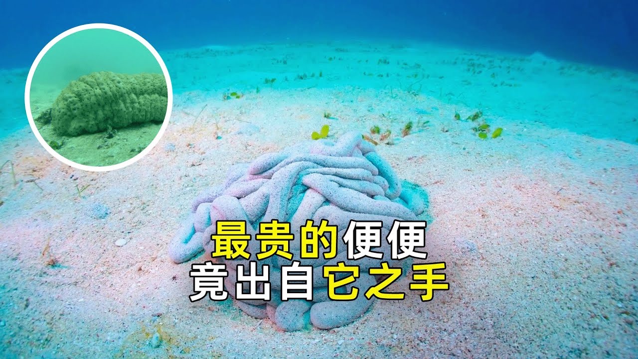 海参养殖：海参粪便价值巨大！