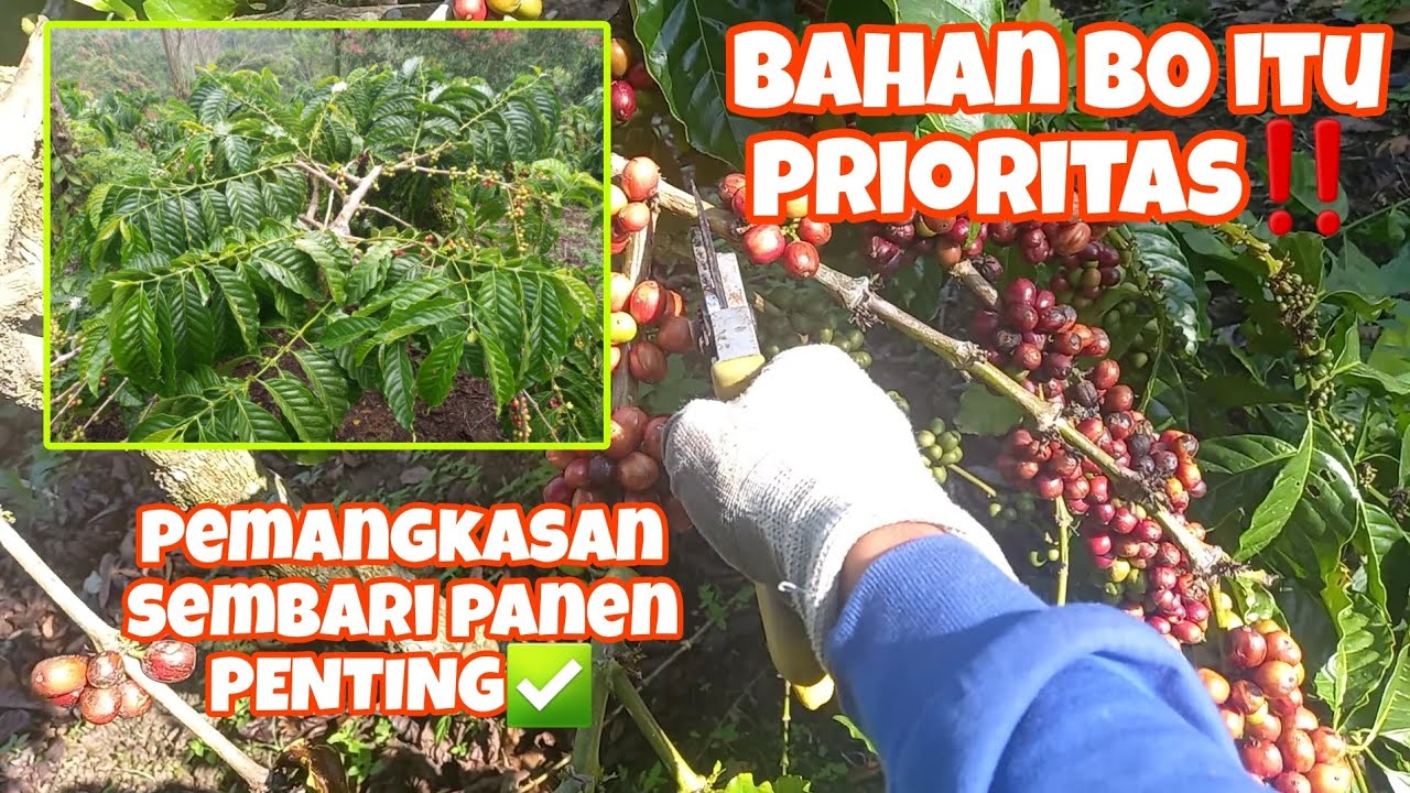 cara pemangkasan kopi sambung/stek dan memilih AS agar bahan b0 setabil✅️