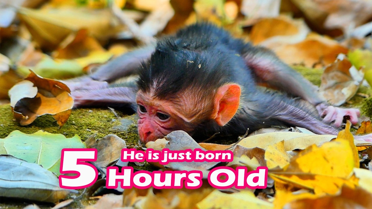 Congratulations.../Sweet newborn is just 5 hours old..../Perfect life baby.../Nice clip