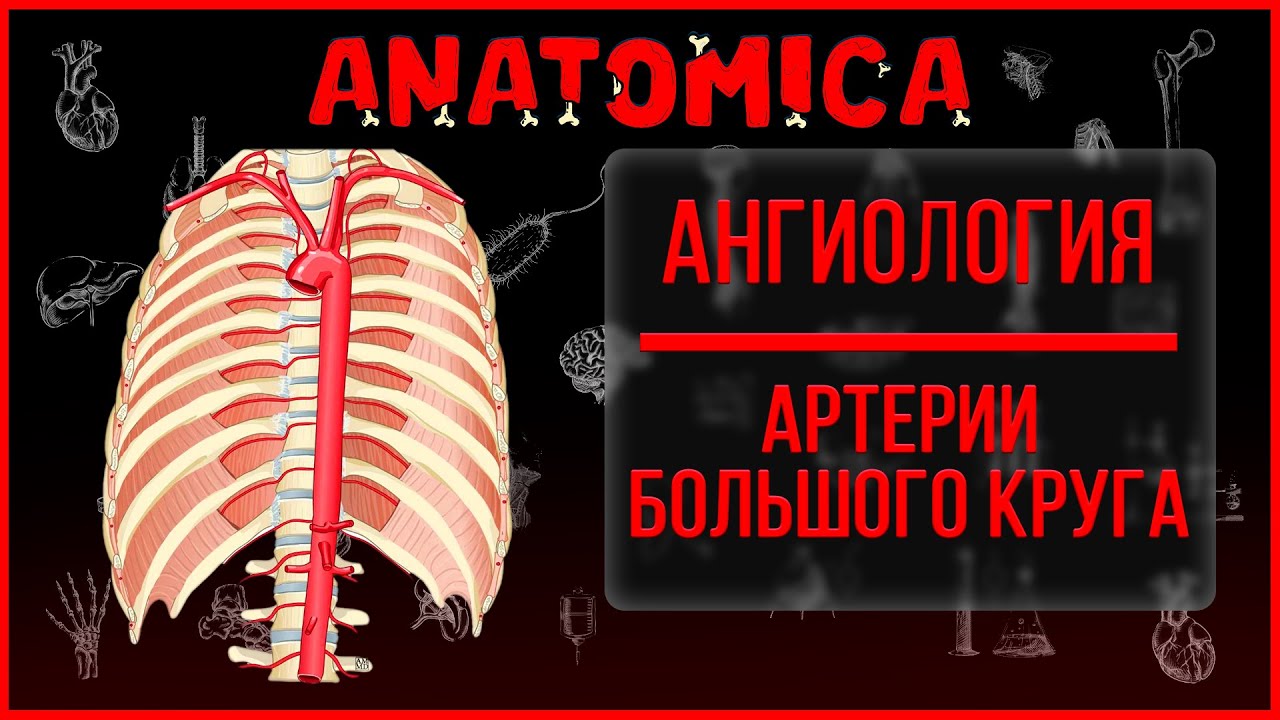 Сосуды большого круга кровообращения / Ангиология
