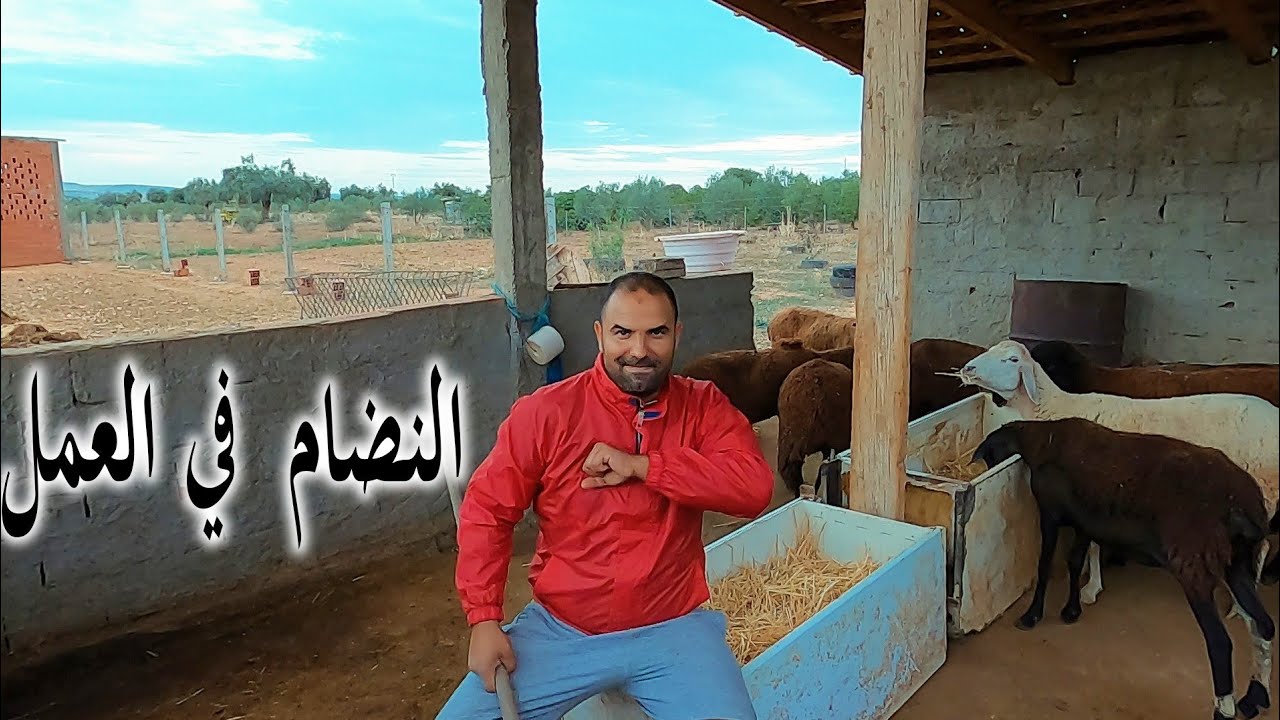 تنضيف حضيرة الاغنام مع بناتي/ النضافة والنظام أساس نجاح كل مشروع