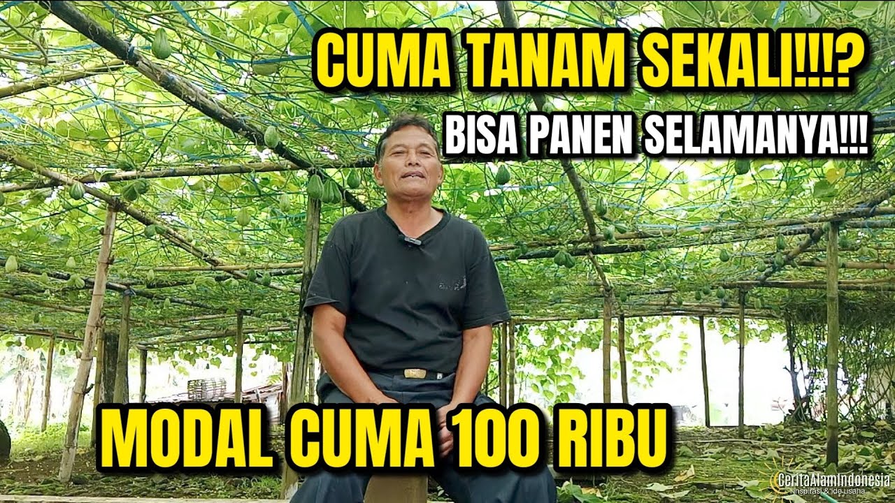 SUKSES JADI PETANI!!!? BUDIDAYA KEBUN LABU SIAM, PANEN SELAMANYA DENGAN MODAL CUMA 100 RIBU!!!