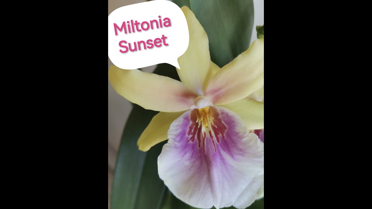 SPOTLIGHT MILTONIA SUNSET // miltonia orhideje, briga u kući