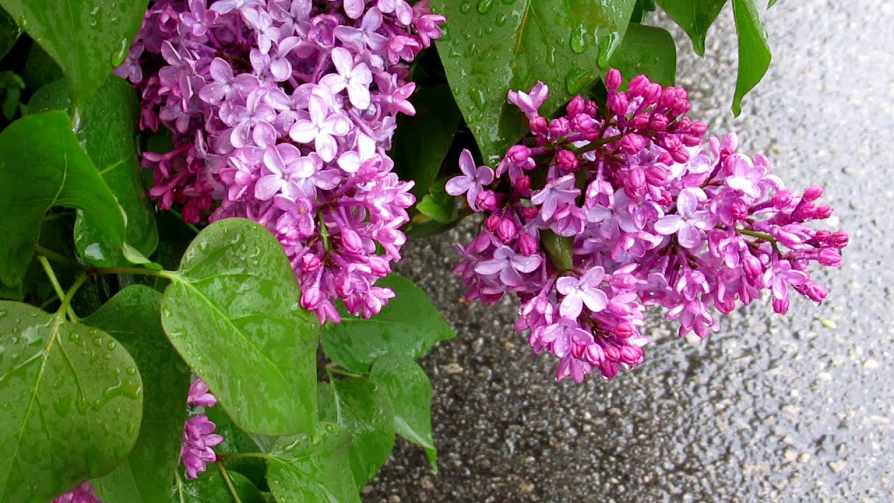 Rainy day Qingming Festival, beautiful Chinese song