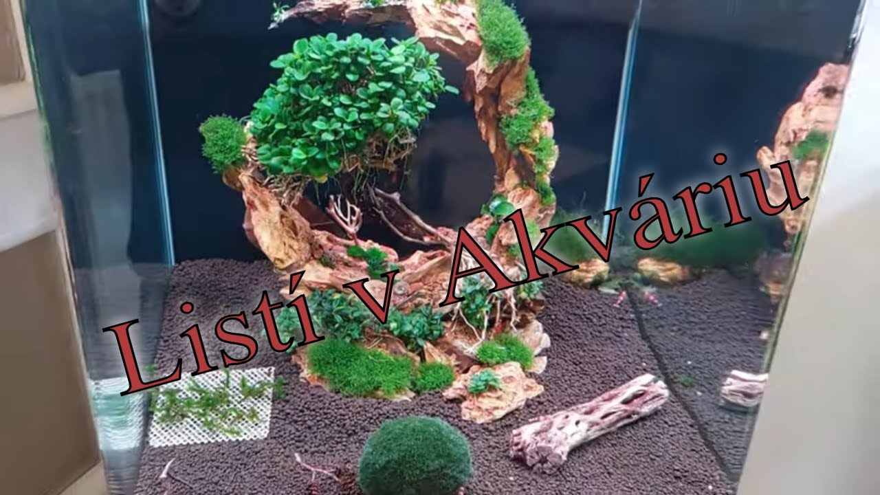 Listí v akváriu - Listy mandlovníku, Banánový list, Olšové šišky.