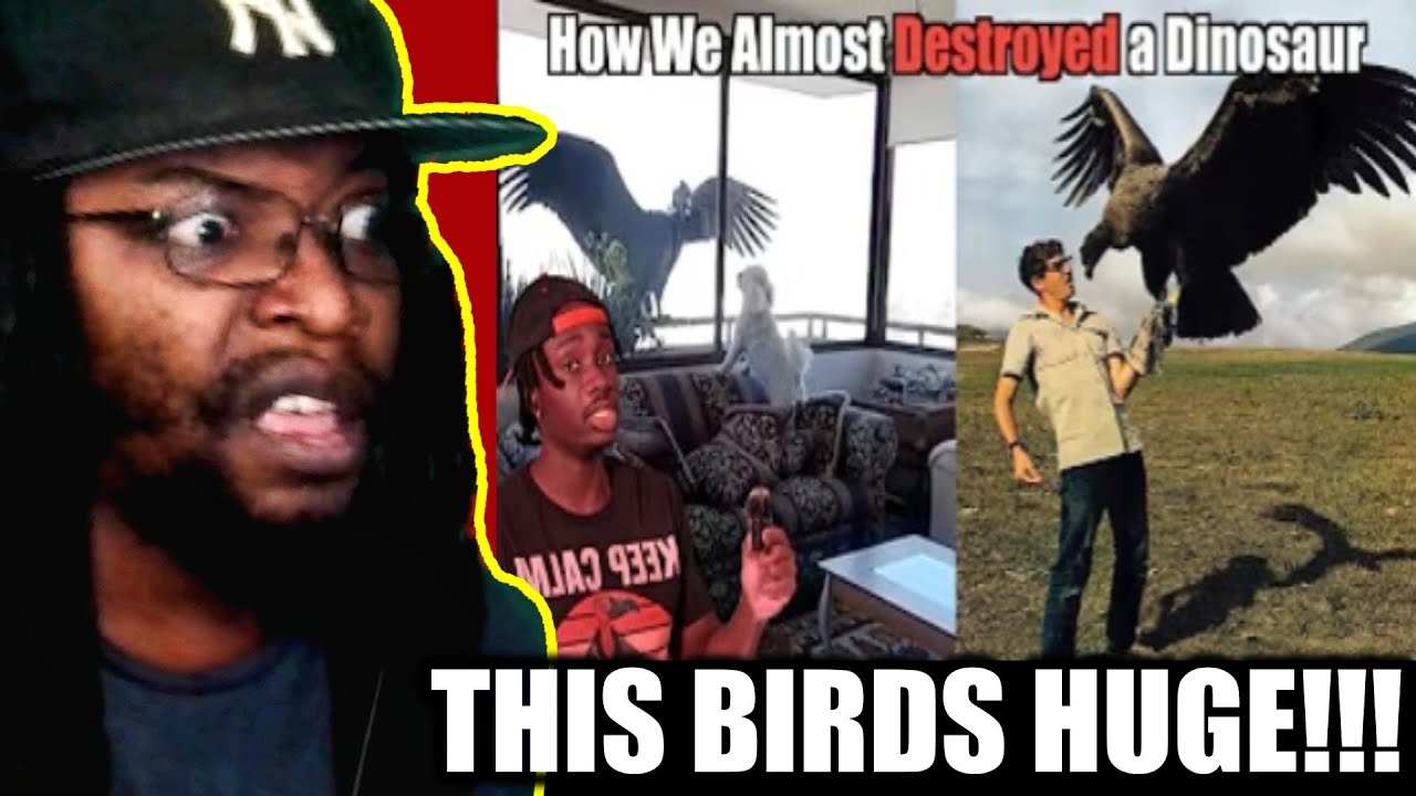 Why We Owe a Vulture on Steroids an Apology [Casual Geographic] DB Reaction