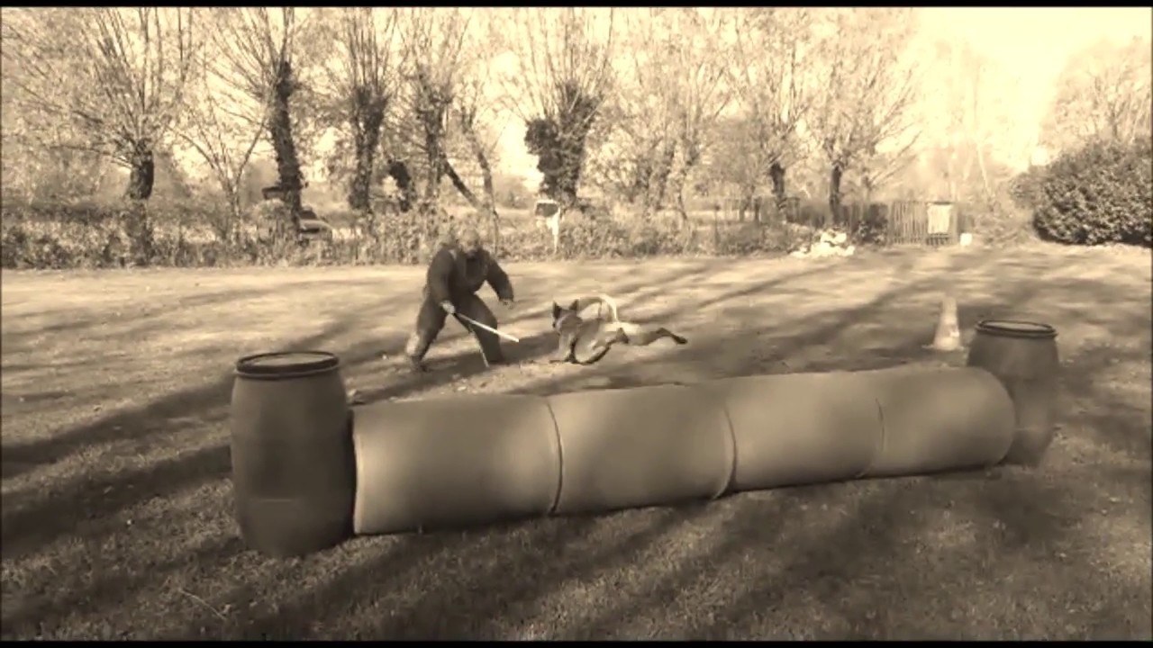 Hammer the Jackhummer (Malinois)