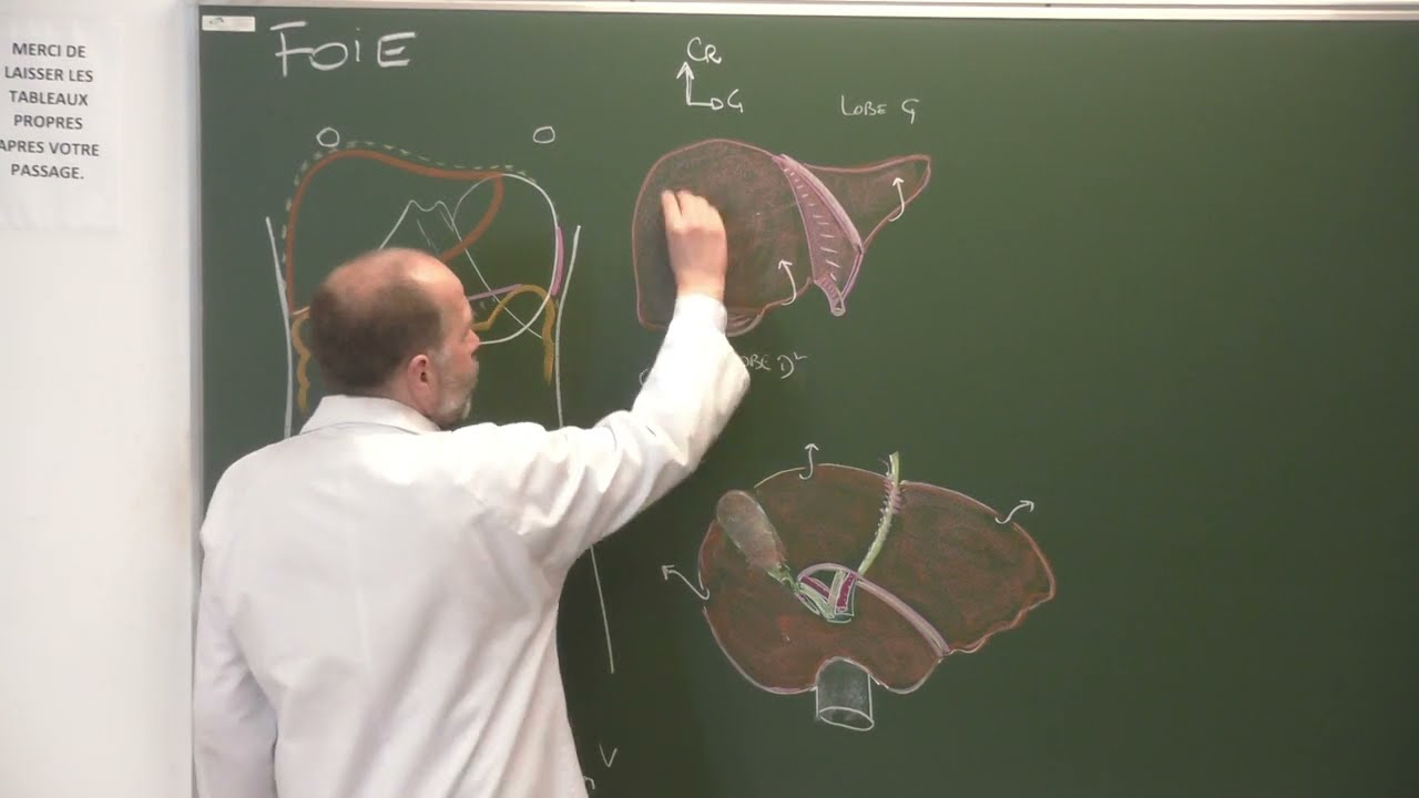 Abdomen et pelvis 9 : Anatomie du foie [Clinical anatomy of the liver]