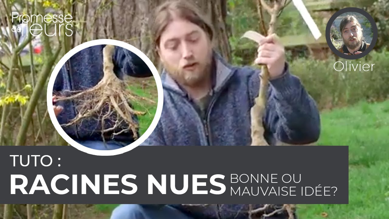 Tuto : plants en racines nues, bonne ou mauvaise idée?