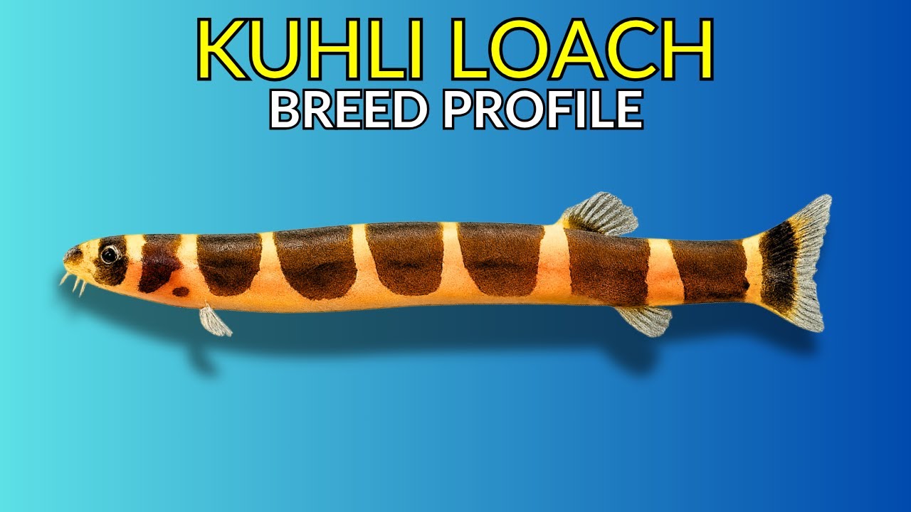 Kuhli Loach Care Guide | Tank Setup  Feeding  Behaviour & Lifespan