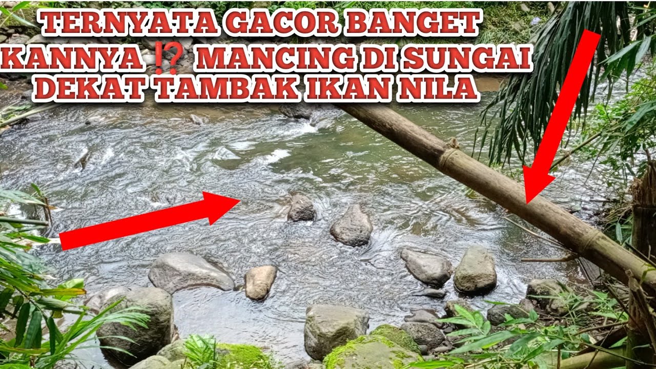 TERNYATA GACOR BANGET ⁉️MENCOBA KEBERUNTUNGAN MANCING DI DEKAT TAMBAK IKAN NILA ⁉️LANGSUNG DI SAMBAR