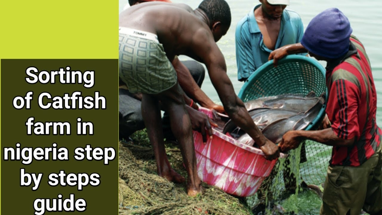How to Simply Sort your catfish in nigeria, step by step guide