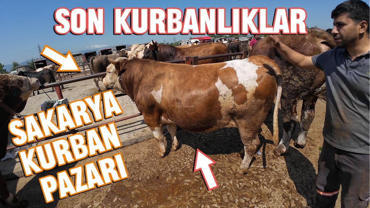 SAKARYA KURBAN PAZARI FİYATLARI