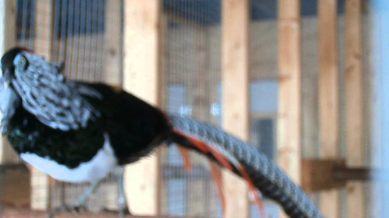 Pheasant from Local Conservation Farm