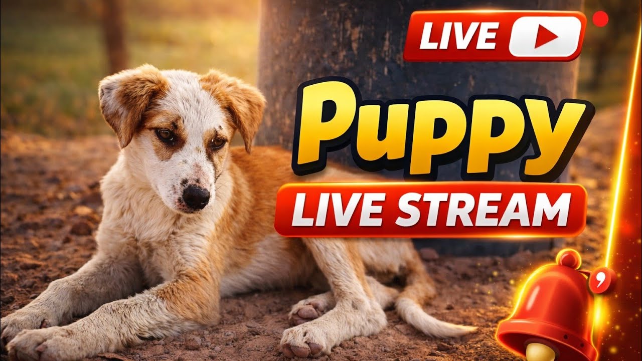 Pets & animals 97 is live!