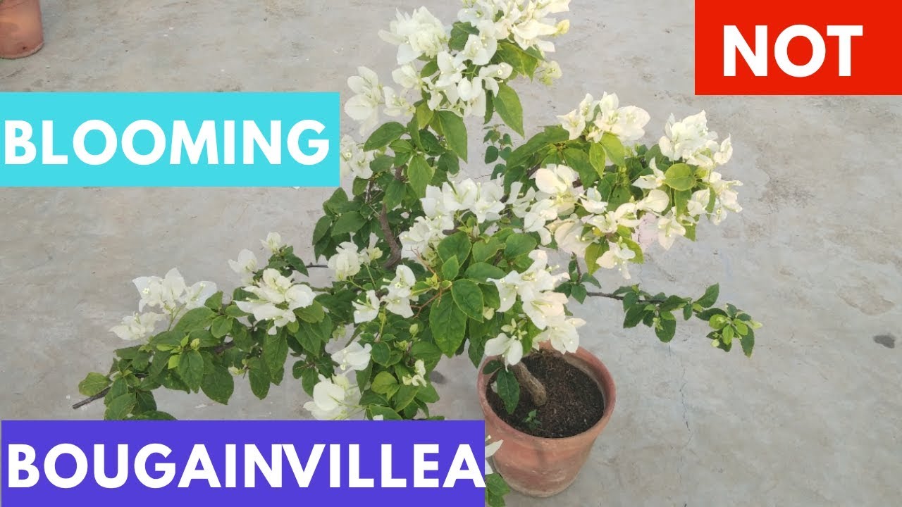 Bougainvillea not blooming, What to do?
