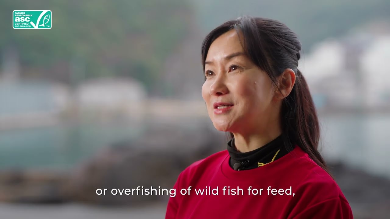 Shimaura Story - Red Seabream (しまうら真鯛)
