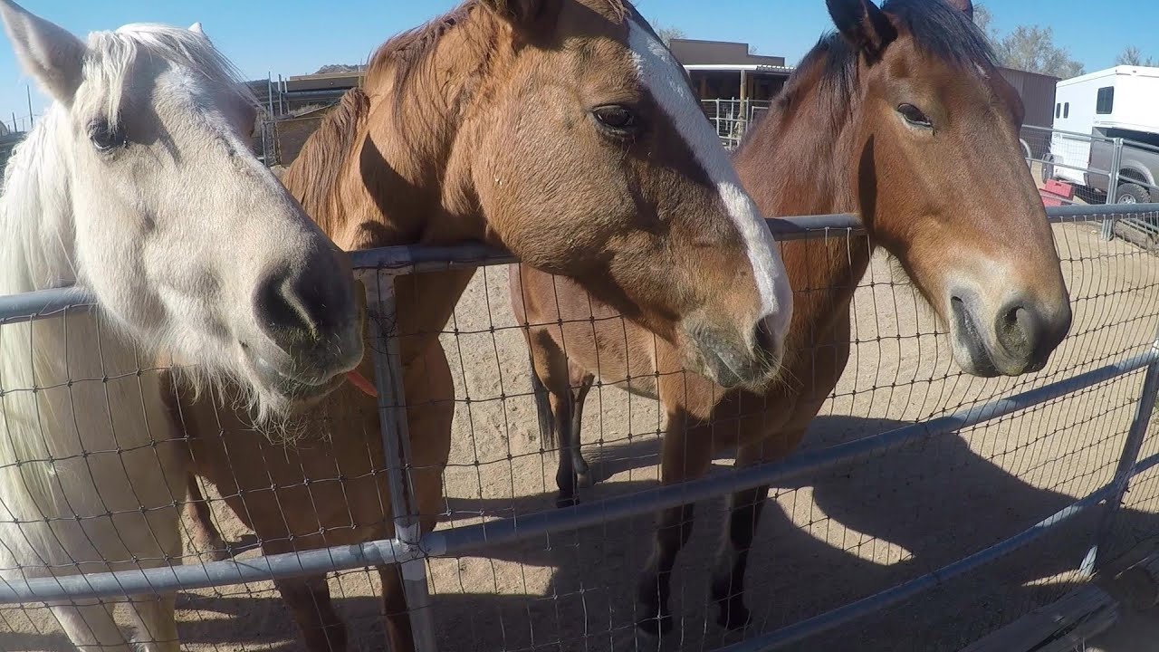 Lil Horse ASMR to kick off the weekend 😆