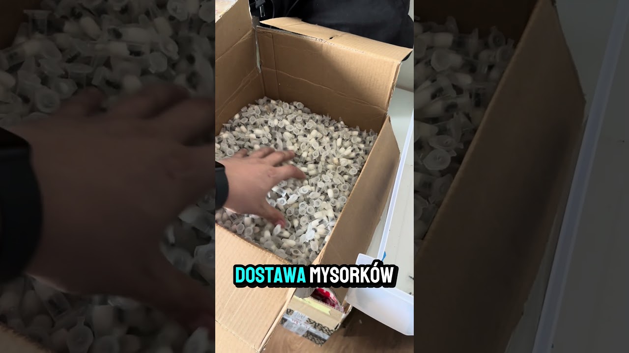 Messor barbarus u nas nie zabraknie nigdy 