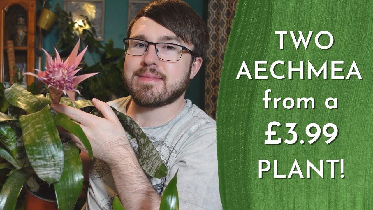 Aechmea Fasciata Primera Care and Propagation - Bromeliad Care and Propagation