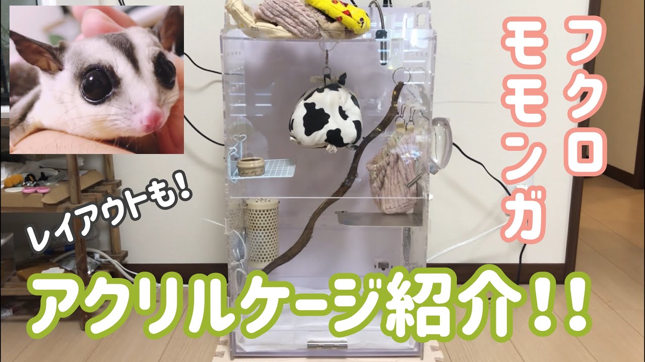 【アクリルルーム390high】フクロモモンガのアクリルケージ紹介！使ってる飼育用品も！