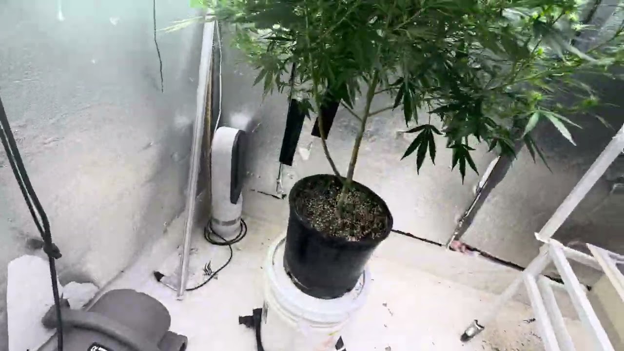 Brothers Grimm seeds Cindy 99 X purp