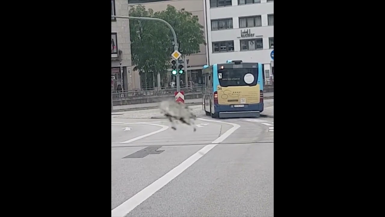 busse Passau post tour