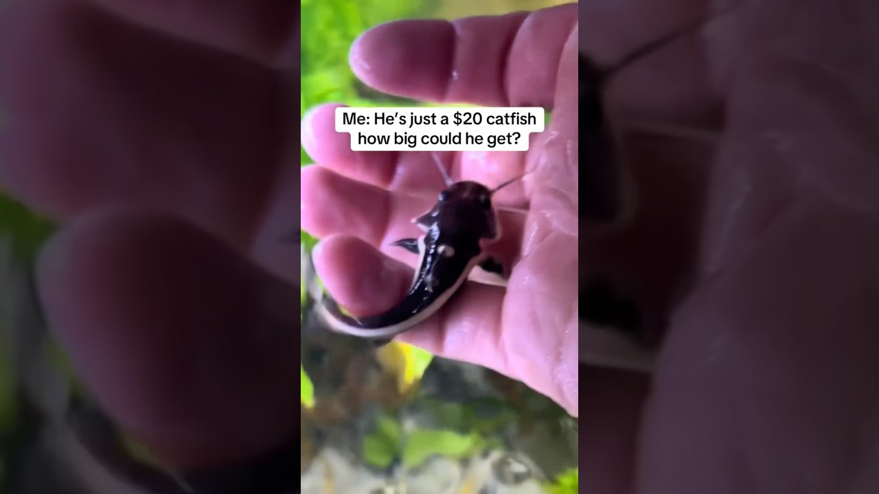 🙎🏼&zwj;♀️-he&rsquo;s just a $20 catfish he won&rsquo;t get that big!