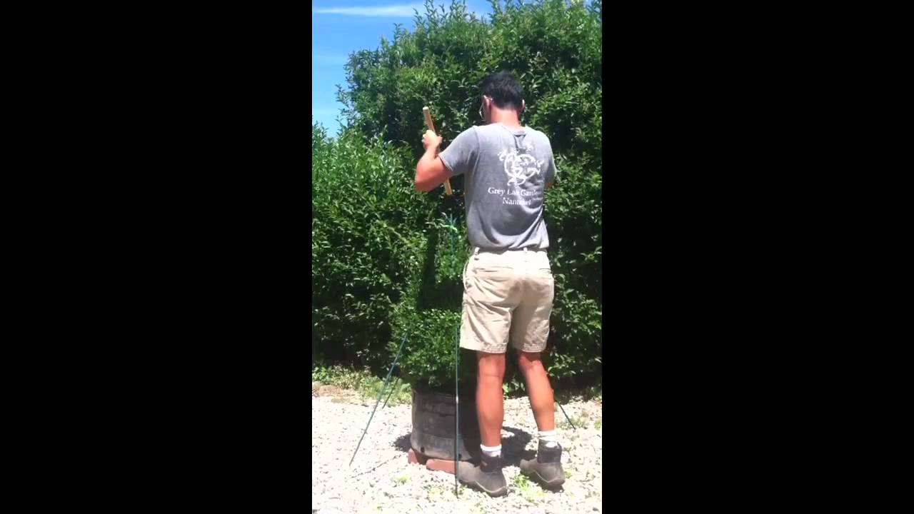 How to make a boxwood spiral topiary