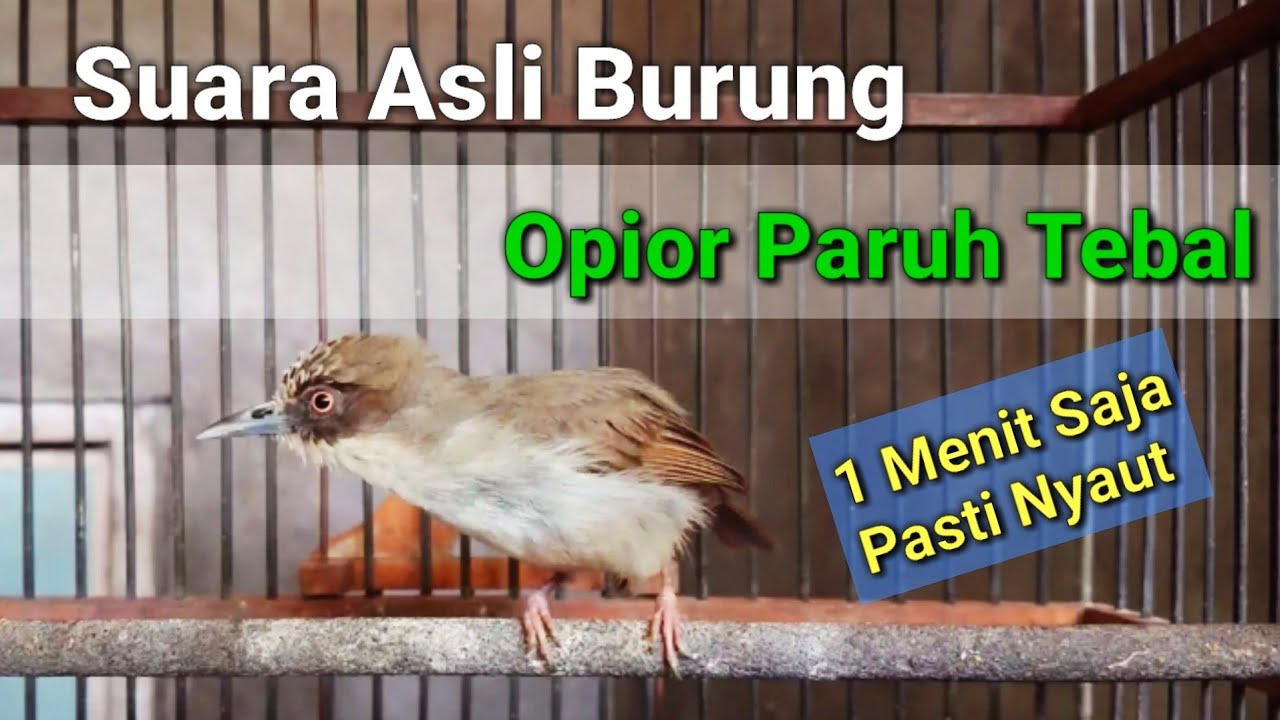 Suara burung opior paruh tebal untuk Pancingan opior paruh tebal agar bunyi