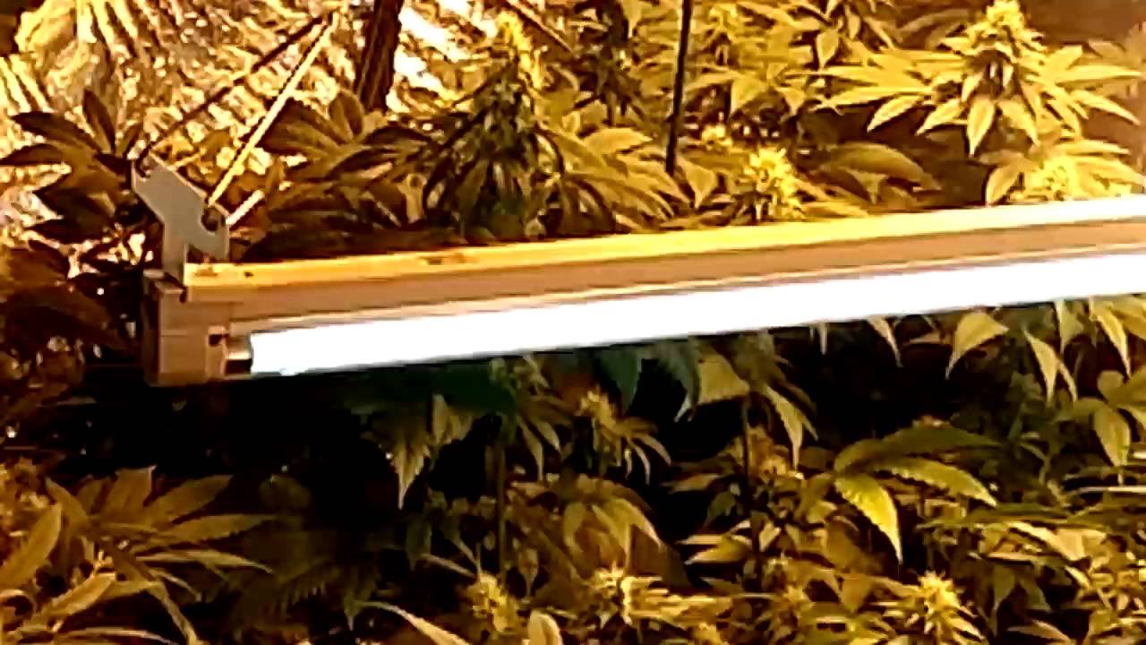 HOW TO GROW BIG FAT BUDS ! GROWER SECRETS !