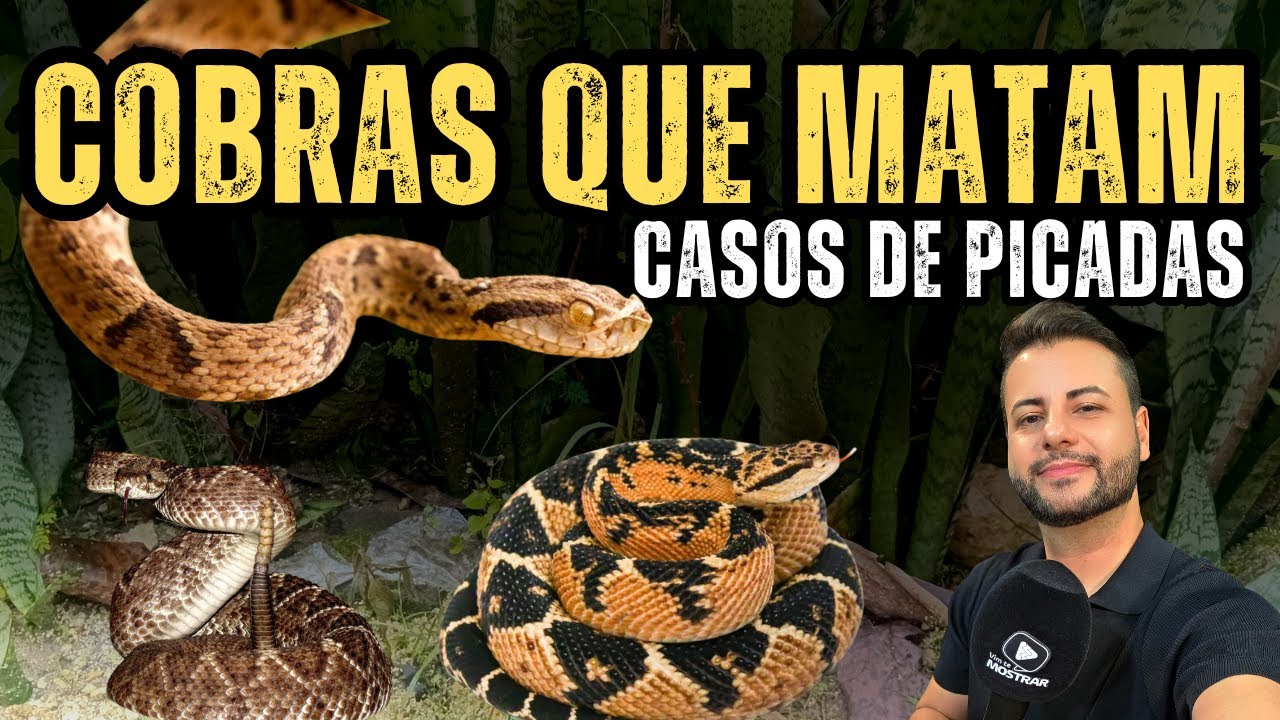 JARARACA, CASCAVEL OU SURUCUCU: QUAL VENENO MATA MAIS R&Aacute;PIDO?