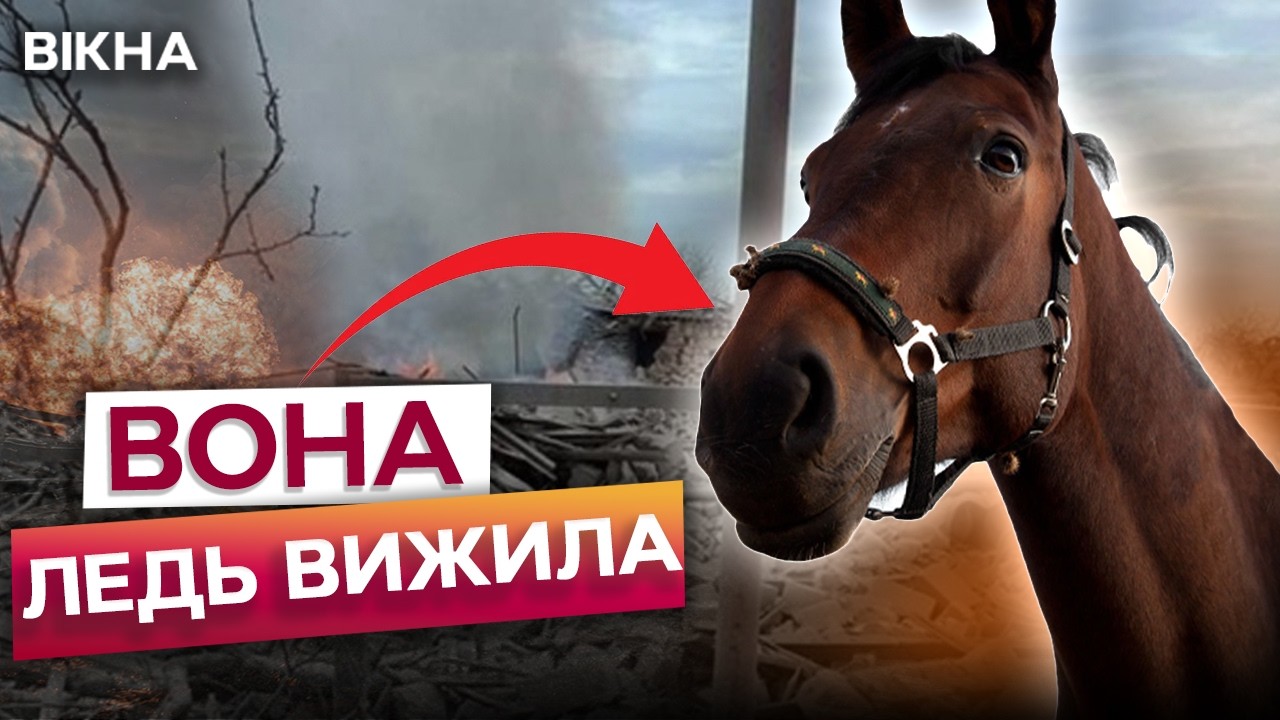 Пережила ОБСТРІЛИ на Донеччині, щоб РЯТУВАТИ ветеранів! Історія КОБИЛИ, від якої стискається серце