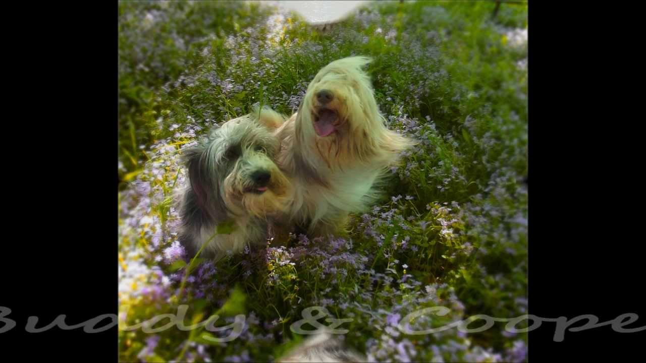 Wizard Of Paws' Best Friends