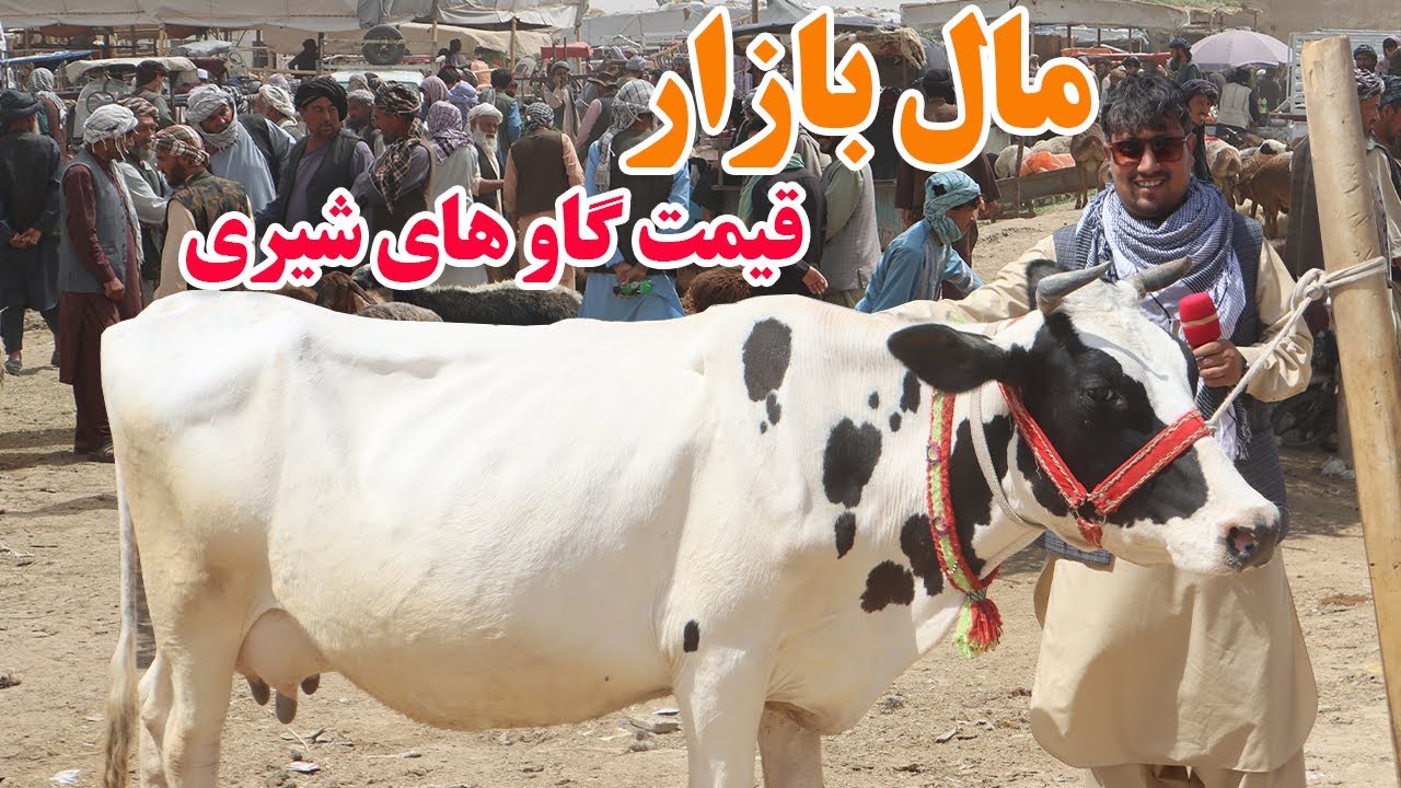 گزارش افغان تاپ،قیمت گاو های شیری،مال بازار،گاو های زراعتی،وطنی،گوساله،خشک سالی ها afghan top
