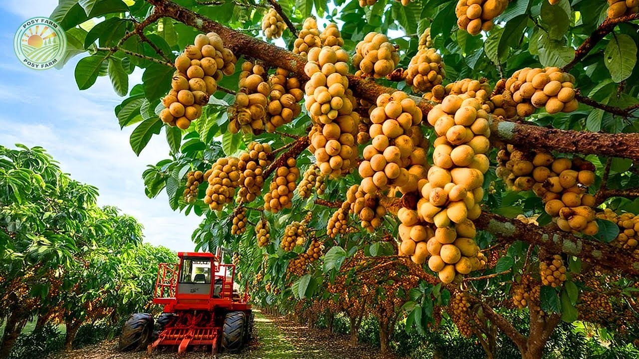 How Thai Farmers Harvest 100,000 Tons of Langsat Fruit This Way