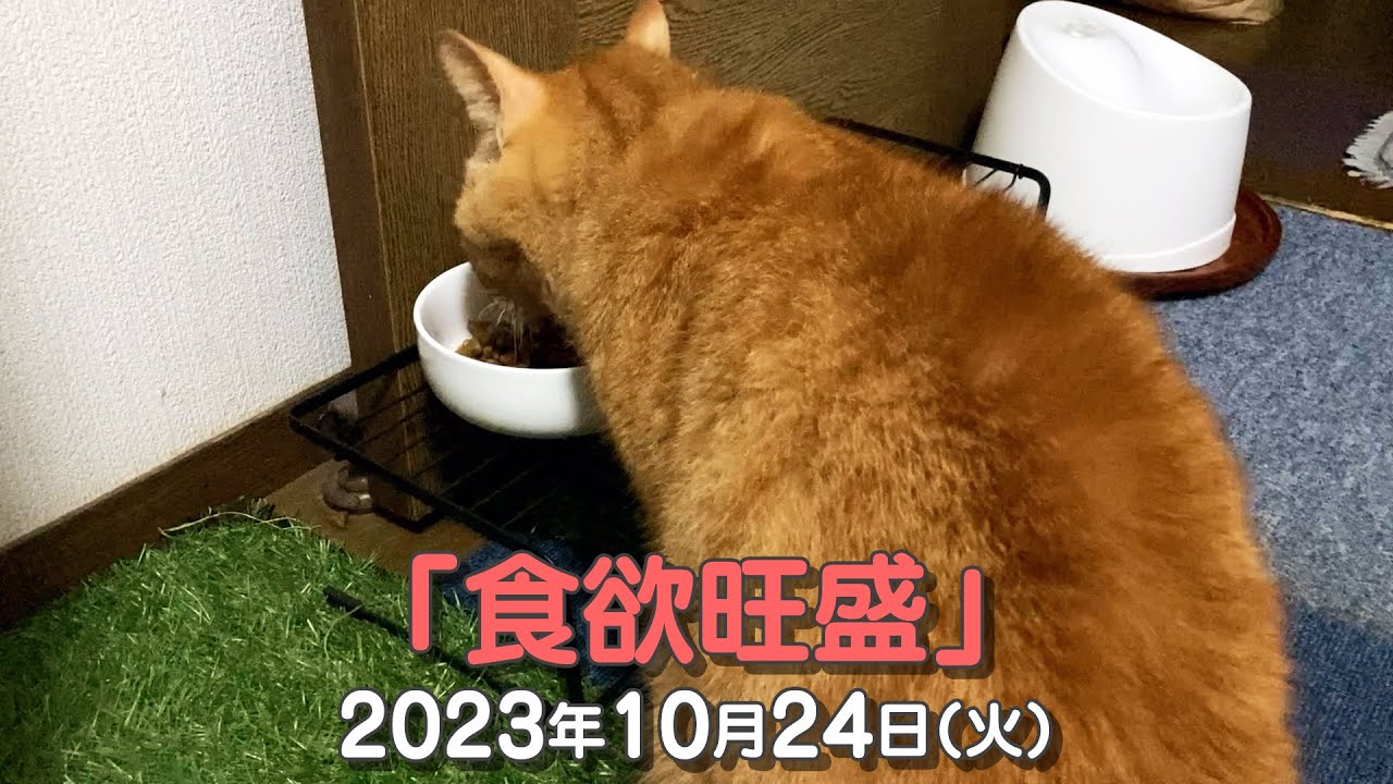 我が家の猫たち「食欲旺盛」2023年10月24日(火) 