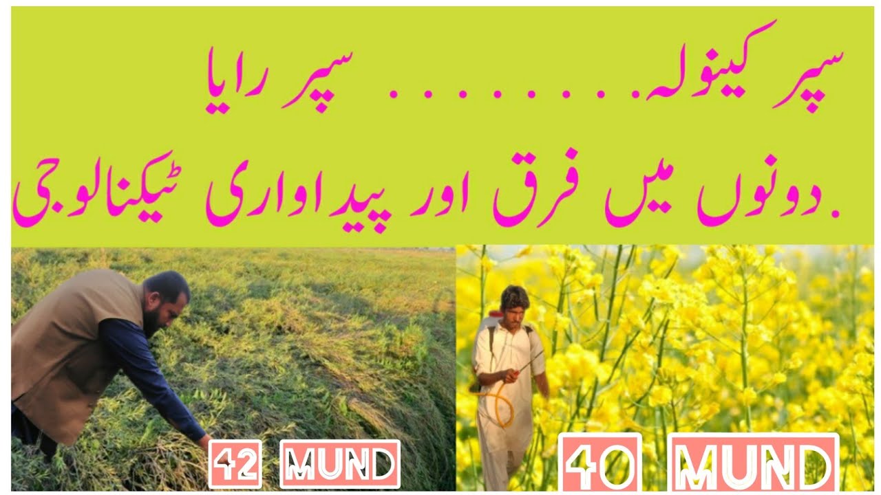 Super Canola Verses  Super Raya variety , production plan for Both @crop reformer@abidaliagrarian.