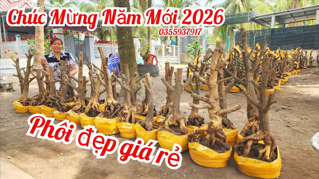 Mùng 5 Tết Chị Trang 0355937917 phôi mai bonsai đẹp giá rẻ |MaivàngThanhTâm