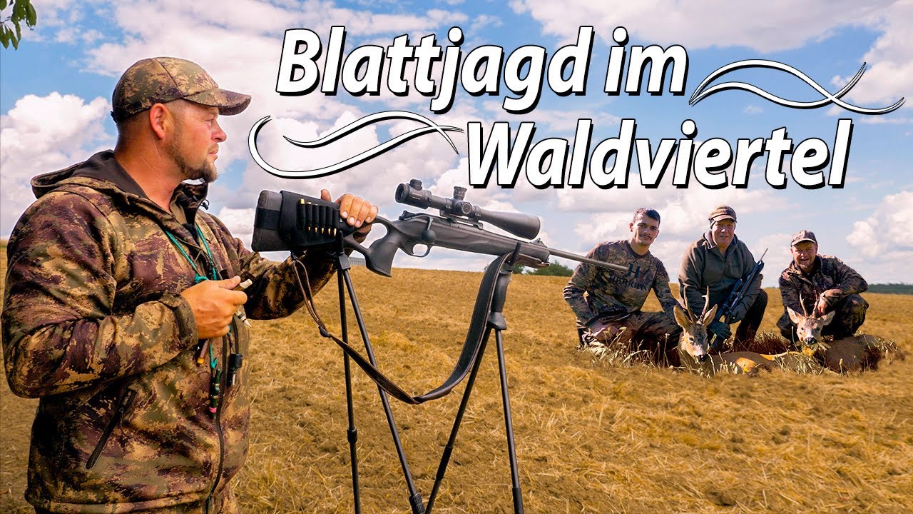 Blattjagd - Rehböcke in der Hochbrunft - Die Blattzeit in Theorie & Praxis #nordjagd