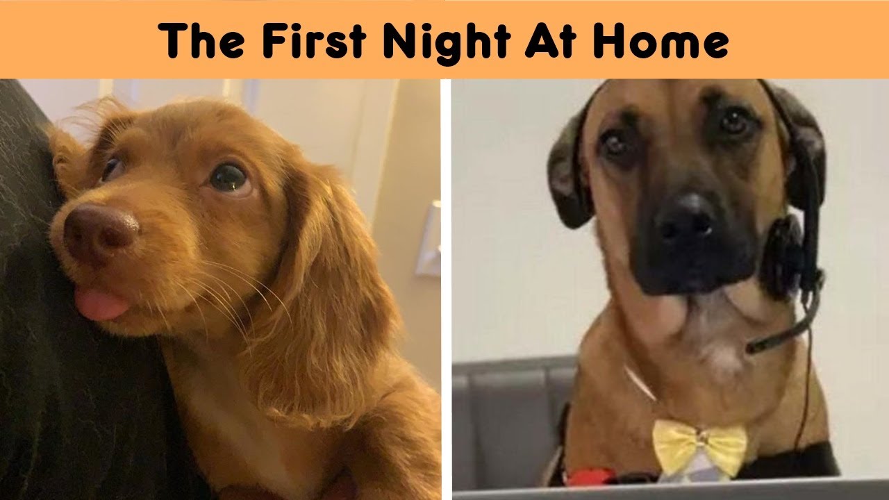 Most Wholesome Rescue Pet Photos Of The Month