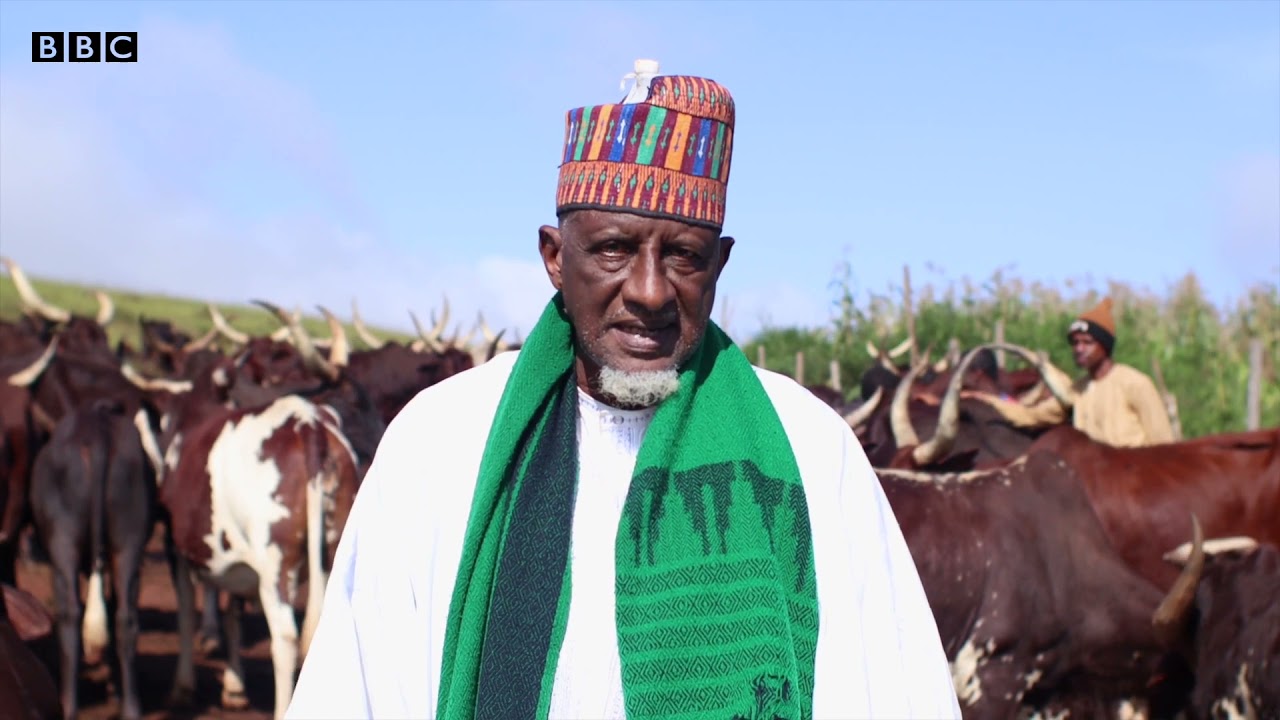 Yadda ake tsarin kiwon shanu na Ruga a Mambila