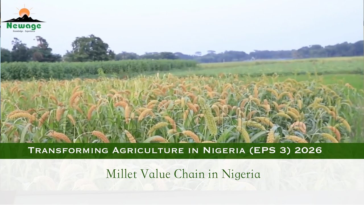 Eps 3 (2026) || Millet Value Chain in Nigeria