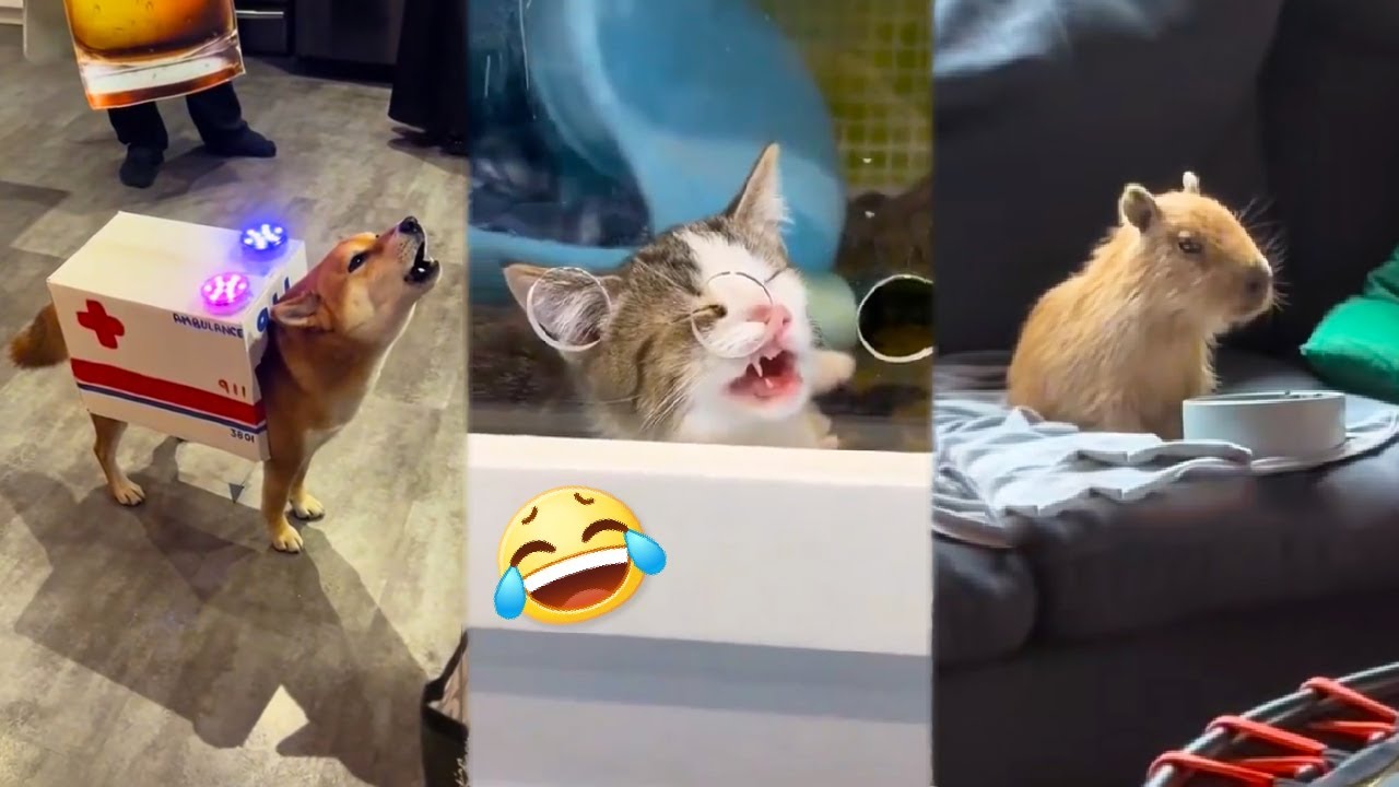Funniest Animals Will Make You Laugh Uncontrollably 😂The FUNNIEST Animal Video of 2024 🤣